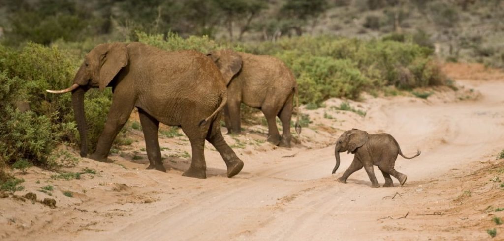Tidak Ada Kata Istirahat Untuk Ibu Gajah Baru